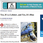 blue-lobster